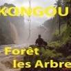 091 Titre Photos Kongou Arbres.jpg