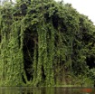 187 KONGOU 2 Fleuve Ivindo Mur Vegetal 10E5K2IMG_60359wtmk.jpg