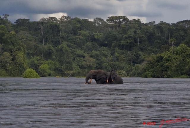 192 KONGOU 2 Fleuve Ivindo Elephants 10E5K2IMG_60363awtmk.jpg