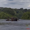 194 KONGOU 2 Fleuve Ivindo Elephants 10E5K2IMG_60365awtmk.jpg