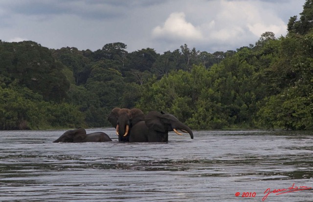 196 KONGOU 2 Fleuve Ivindo Elephants 10E5K2IMG_60366wtmk.jpg