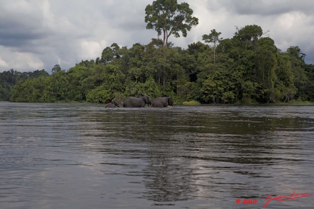 197 KONGOU 2 Fleuve Ivindo Elephants 10E5K2IMG_60370wtmk.jpg