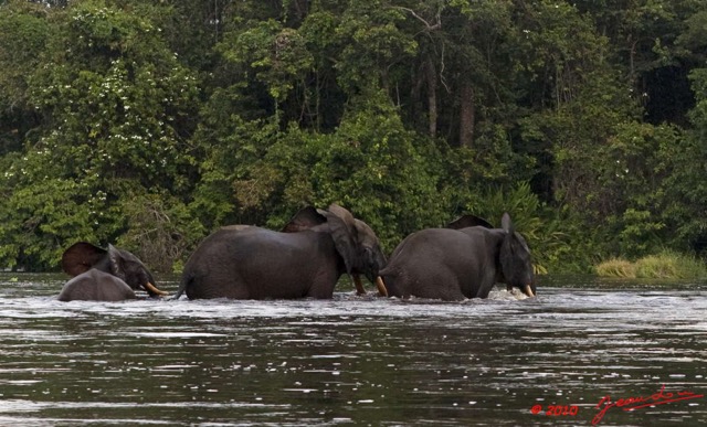 198 KONGOU 2 Fleuve Ivindo Elephants 10E5K2IMG_60370awtmk.jpg