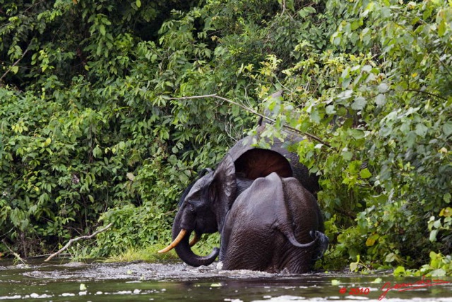 200 KONGOU 2 Fleuve Ivindo Elephants 10E5K2IMG_60381wtmk.jpg