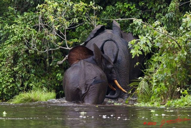 201 KONGOU 2 Fleuve Ivindo Elephants 10E5K2IMG_60385wtmk.jpg