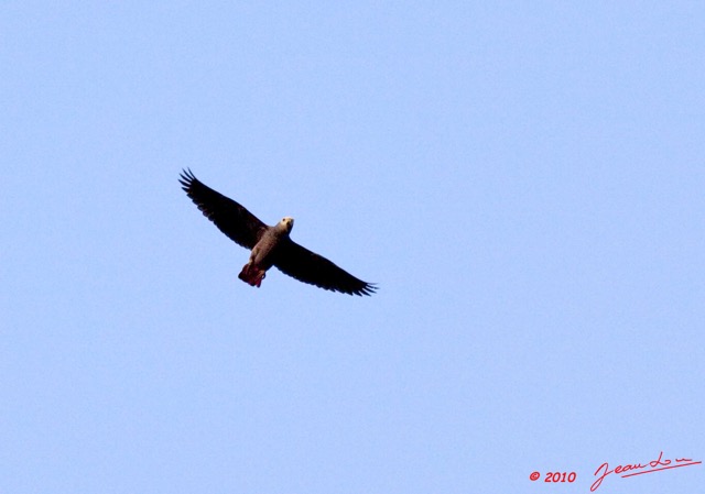 237 KONGOU 2 Fleuve Ivindo Oiseau Perroquet Gris PSITTACUS Erithacus 10E5K2IMG_60500wtmk.jpg