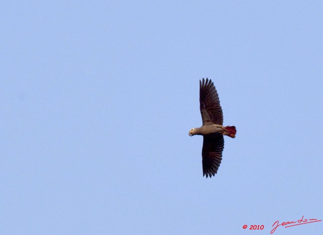 238 KONGOU 2 Fleuve Ivindo Oiseau Perroquet Gris PSITTACUS Erithacus 10E5K2IMG_60502wtmk.jpg
