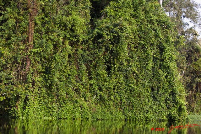 245 KONGOU 2 Fleuve Ivindo Mur Vegetal sur la Rive 10E5K2IMG_60473wtmk.jpg