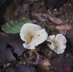 073 Dji-Dji Champignon 10E5K2IMG_62884wtmk.jpg