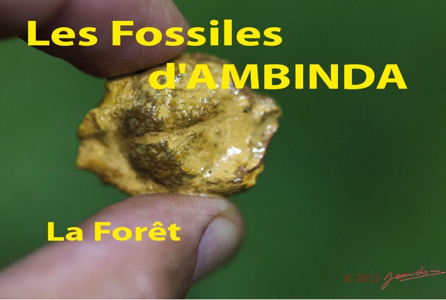 015 Titre Photos Fossiles Ambinda la Foret A-01.jpg
