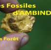 015 Titre Photos Fossiles Ambinda la Foret A-01.jpg