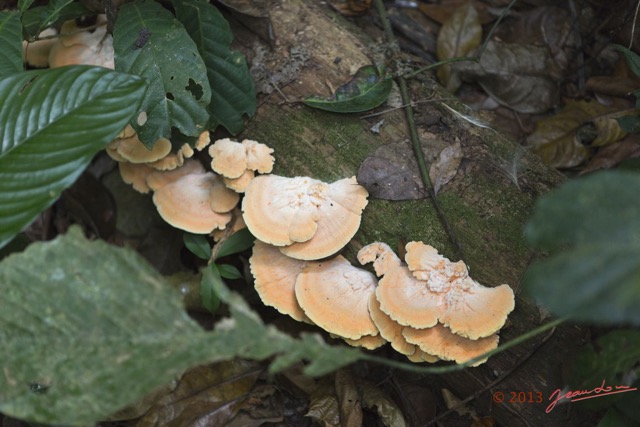 023 AMBINDA la Foret Champignons 13E5K3IMG_94042wtmk.jpg