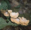 023 AMBINDA la Foret Champignons 13E5K3IMG_94042wtmk.jpg
