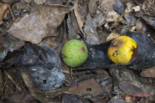 035 AMBINDA la Foret Fruit 13E5K3IMG_94066wtmk.jpg