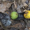 035 AMBINDA la Foret Fruit 13E5K3IMG_94066wtmk.jpg