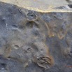 015 MOULENDE Empreintes Fossile 12E5K2IMG_73985wtmk.jpg