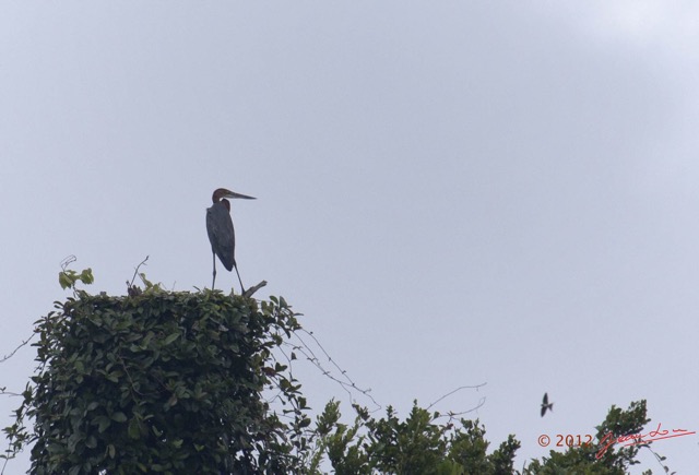 009 LOANGO EVENGUE Oiseau Heron Goliath Ardea goliath 12E5K2IMG_78028wtmk.jpg