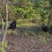 130 PPG Ile aux Gorilles Groupe 4 Djala et le Groupe au Coucher du Soleil 14E5K3IMG_110282wtmk.jpg