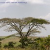 045 PPG Plateaux Bateke Savane et Arbre 14E5K3IMG_99290wtmk.jpg