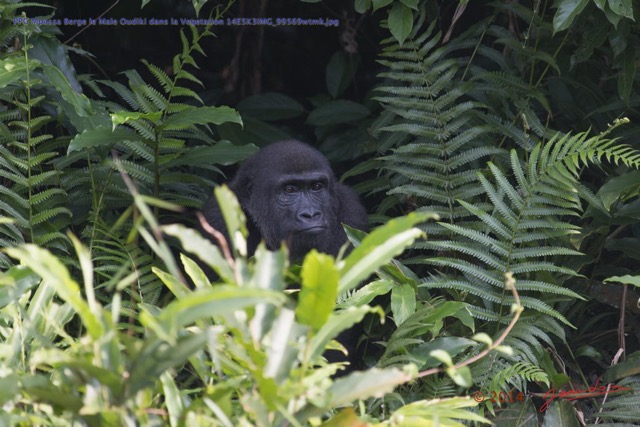 069 PPG Mpassa Berge le Male Oudiki dans la Vegetation 14E5K3IMG_99569wtmk.jpg