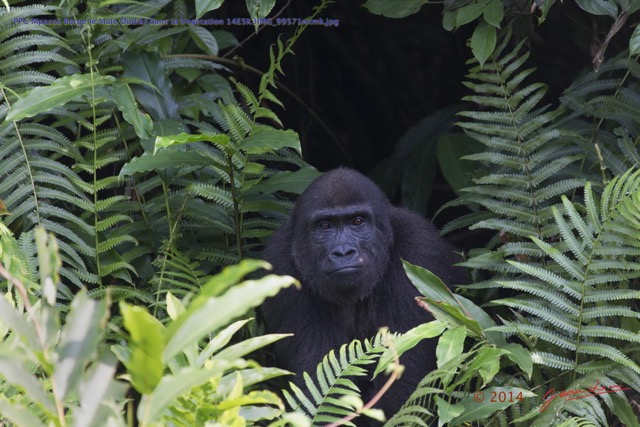 070 PPG Mpassa Berge le Male Oudiki dans la Vegetation 14E5K3IMG_99571wtmk.jpg