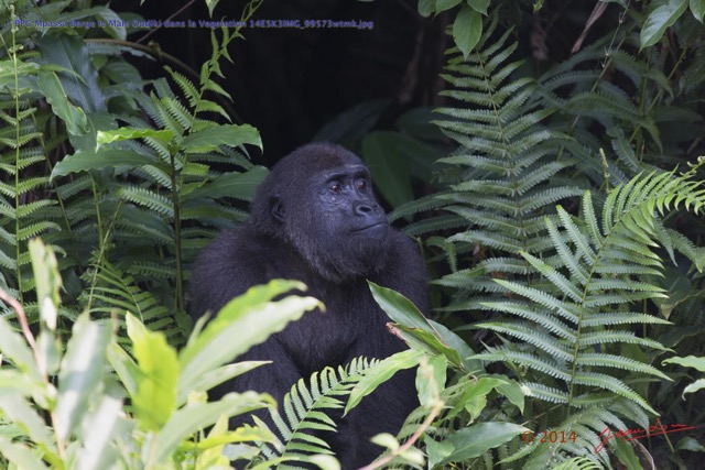 071 PPG Mpassa Berge le Male Oudiki dans la Vegetation 14E5K3IMG_99573wtmk.jpg