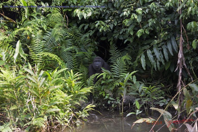 072 PPG Mpassa Berge le Male Oudiki dans la Vegetation 14E5K3IMG_99580wtmk.jpg