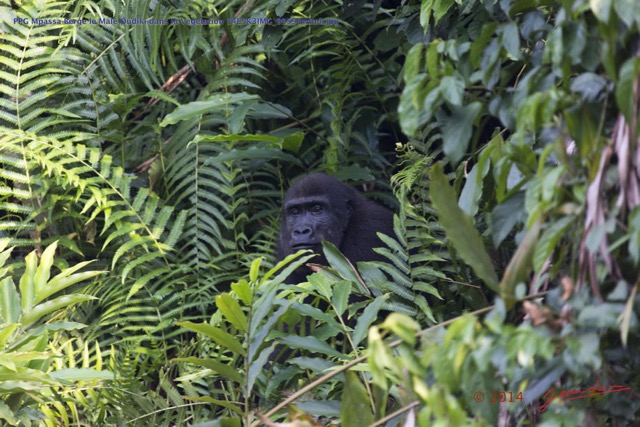 075 PPG Mpassa Berge le Male Oudiki dans la Vegetation 14E5K3IMG_99591wtmk.jpg