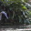 108 PPG la Mpassa Oiseau Heron Strie Butorides striata en Vol 14E5K3IMG_110423wtmk.jpg