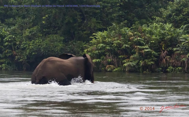 121 PPG la Mpassa le Matin Elephant au Milieu du Fleuve 14E5K3IMG_110439awtmk.jpg