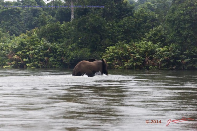 122 PPG la Mpassa le Matin Elephant au Milieu du Fleuve 14E5K3IMG_110439wtmk.jpg