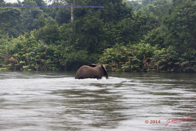 123 PPG la Mpassa le Matin Elephant au Milieu du Fleuve 14E5K3IMG_110440wtmk.jpg