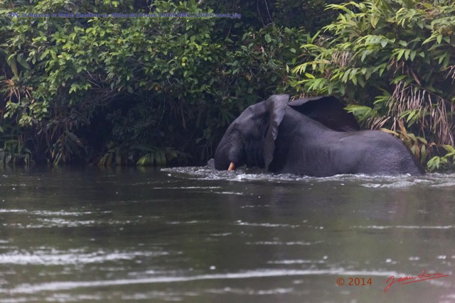 126 PPG la Mpassa le Matin Elephant au Milieu du Fleuve 14E5K3IMG_110447wtmk.jpg