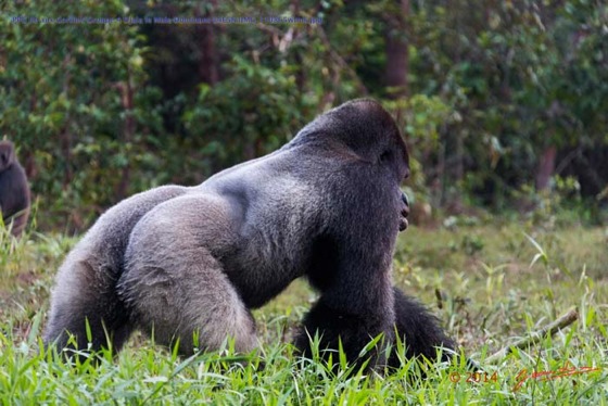 PPG-Ile-aux-Gorilles-Groupe-4-Djala-le-Male-Dominant-14E5K3IMG_110865wtmk-Web