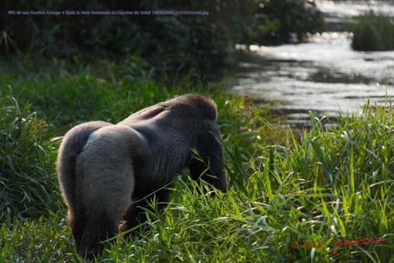 PPG-Ile-aux-Gorilles-Groupe-4-Djala-le-Male-Dominant-au-Coucher-du-Soleil-14E5K3IMG_110351wtmk-Web