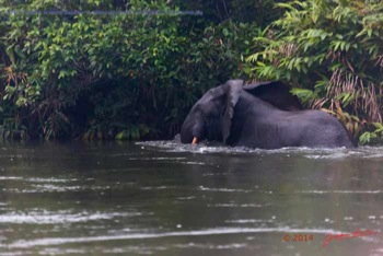 PPG-la-Mpassa-le-Matin-Elephant-au-Milieu-du-Fleuve-14E5K3IMG_110447wtmk-web