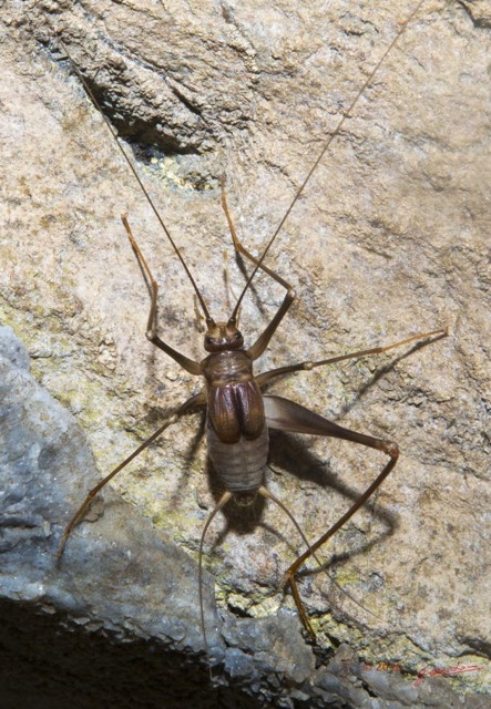 045 LIPOPA 1 la Grotte Insecta Orthoptera Gryllidae Grillon 16E5K3IMG_120215awtmk.jpg