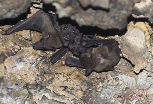 022 MISSIE Cavite Exterieure et Plafond avec Chauve-Souris Chordata Mammalia Chiroptera Pteropodidae Roussettus aegyptiacus 16E5K3IMG_120433awtmk.jpg