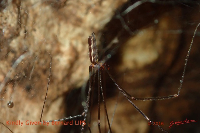 033 Missie la Grotte Arthropoda Arachnida Araneae Araignee Photo Bernard Lips 16OTG3BLIMG_11091wtmk.jpg