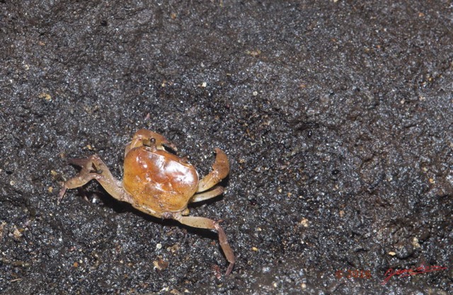 034 MISSIE la Grotte Arthropoda Melacostraca Decapoda Crabe 16E5K3IMG_120408wtmk.jpg