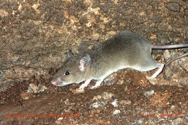 035 Missie la Grotte Chordata Mammalia Rodentia Rat Photo Bernard Lips 16OTG3BLIMG_11027wtmk.jpg