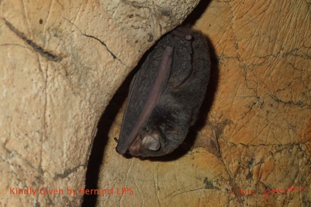 041 Missie la Grotte Paroi avec Chauve-Souris Chordata Mammalia Chiroptera Miniopteridae Miniopterus sp Photo Bernard Lips 16OTG3BLIMG_11062wtmk.jpg