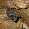 055 Missie la Grotte Paroi et Chauve-Souris Chordata Mammalia Chiroptera Miniopteridae Miniopterus sp Photo Bernard Lips 16OTG3BLIMG_11043wtmk.jpg