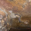 059 MISSIE la Grotte Paroi et Chauve-Souris Chordata Mammalia Chiroptera Pteropodidae Roussettus aegyptiacus 16E5K3IMG_120340wtmk.jpg