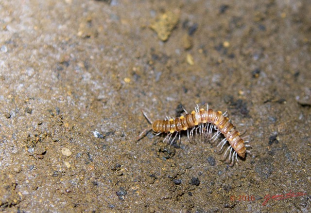 097 BOUKAMA la Grotte Arthropoda Myriapoda Diplopoda Scolopendre 16E5K3IMG_119908wtmk.jpg