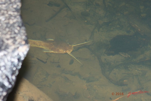 150 BOUKAMA la Grotte Tunnel Riviere Souterraine et Poisson Silure Chordata Actinopterygii Siluriformes 16E5K3IMG_120003awtmk.jpg