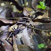 028 BATOUALA Foret Araignee 48 12E5K2IMG_75733wtmk.jpg