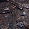 036 BATOUALA la Grotte Chauves-Souris Rousettus aegyptiacus en Vol 12E5K2IMG_75746awtmk.jpg