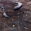 037 BATOUALA la Grotte Chauves-Souris Rousettus aegyptiacus en Vol 12E5K2IMG_75746wtmk.jpg