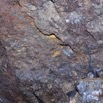 039 BATOUALA la Grotte Chauve-Souris Rousettus aegyptiacus 12E5K2IMG_75751wtmk.jpg